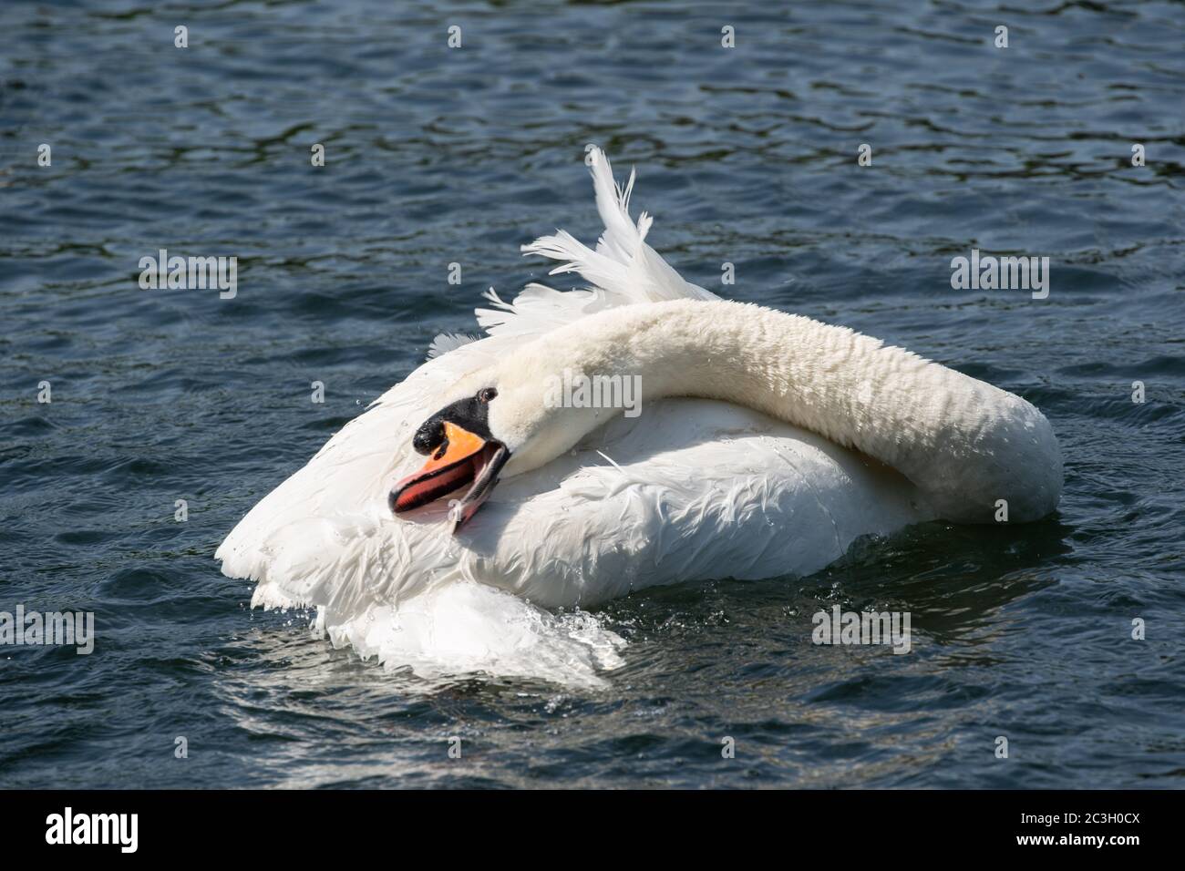 White Swan avec un long cou qui le prêchait sur un lac à Roundhay Park, Leeds, West Yorkshire, Angleterre, Royaume-Uni. Banque D'Images