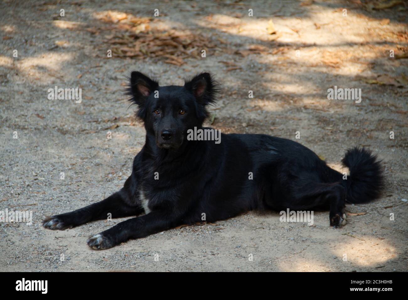 Chien noir allongé sur le sol jambes écartées Banque D'Images