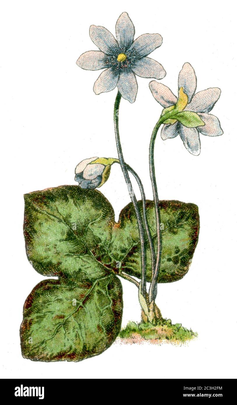 Liverwort / Hepatica nobilis, Syn.: Anemone hepatica, Hepatica triloba / Leberblümchen / botany book, 1900) Banque D'Images