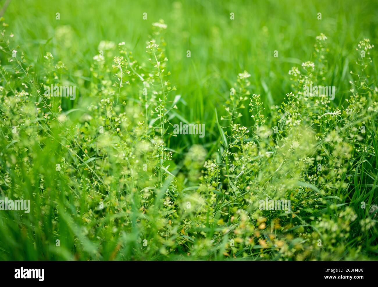 Fleurs de Capsella bursa-pastoris à la journée ensoleillée. Mise au point sélective avec faible profondeur de champ. Banque D'Images