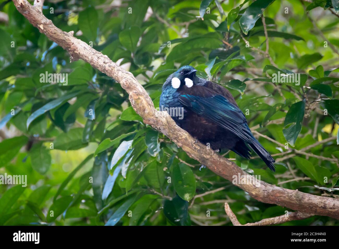 TUI perchée sur une branche de la réserve faunique Zealandia, Wellington, Île du Nord, Nouvelle-Zélande Banque D'Images