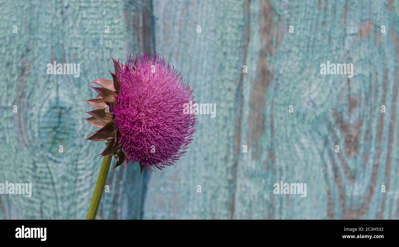 Belle fleur de terreau magenta sur un fond flou de vieux bois bleu clair de planches de sorbby Banque D'Images