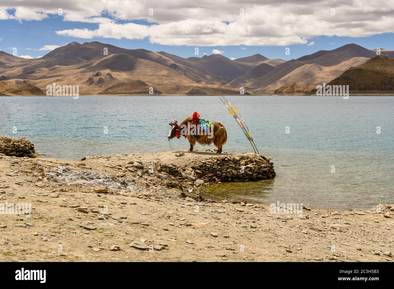 Yak en vêtements tibétains par les rives du lac Yamdrok, Tibet Banque D'Images