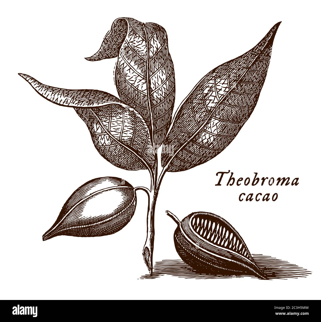 Branche avec les feuilles et les fruits de l'arbre de cacao avec le nom scientifique illustré theobroma cacao, après une gravure du XVIIIe siècle Illustration de Vecteur