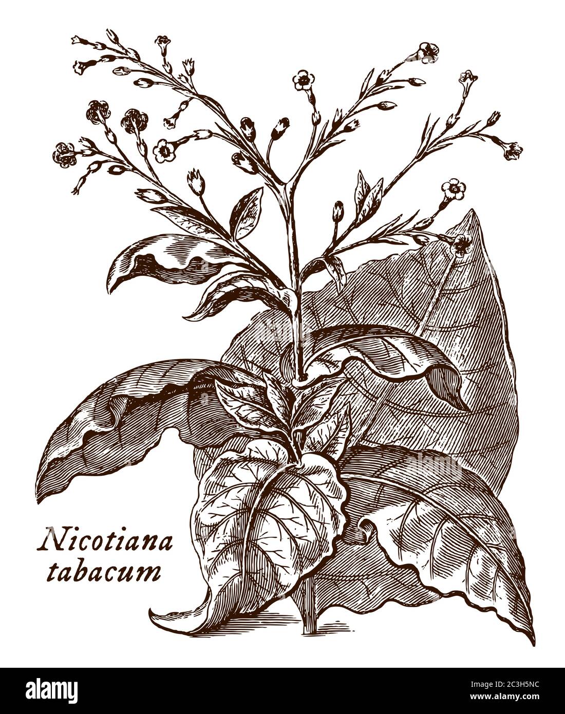 Branche avec les feuilles et les fleurs de l'usine de tabac avec le nom scientifique représenté nicotiana tabacum, après une gravure du XVIIIe siècle Illustration de Vecteur