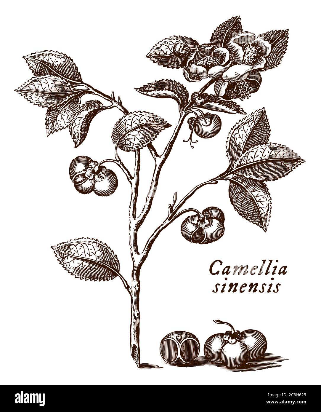 Branche avec les feuilles, les fleurs et les graines de la plante de thé avec le nom scientifique représenté camellia sinensis, après une gravure du XVIIIe siècle Illustration de Vecteur