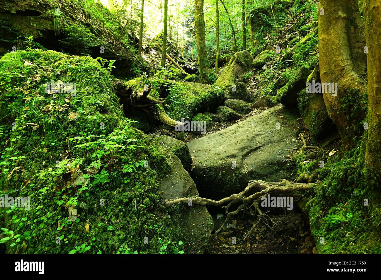 Gorge du loup près de Calw-Ernstmühl dans la Forêt Noire, Allemagne Banque D'Images