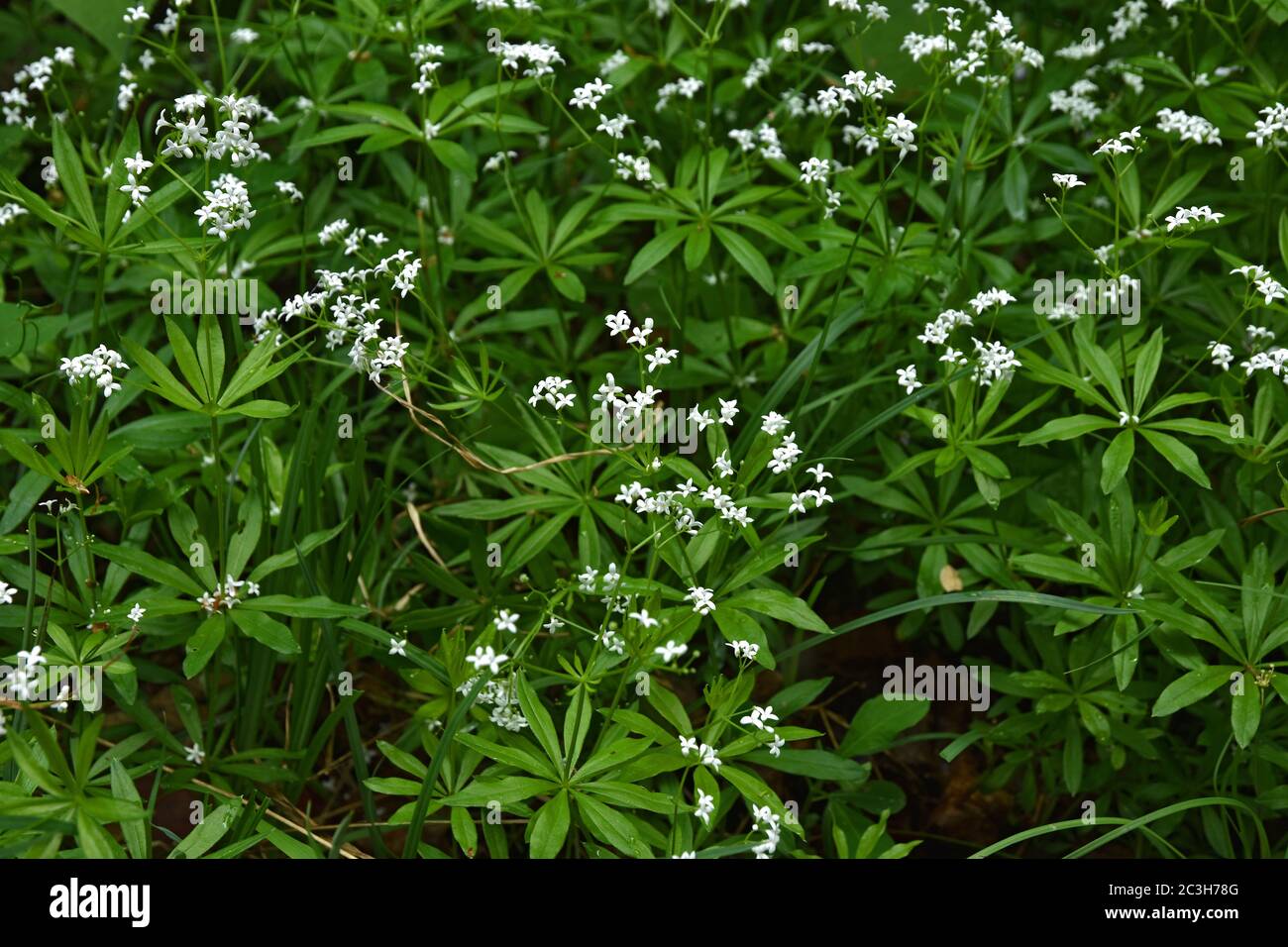 doux woodruff, souffle de bébé sauvage, maître des bois Banque D'Images