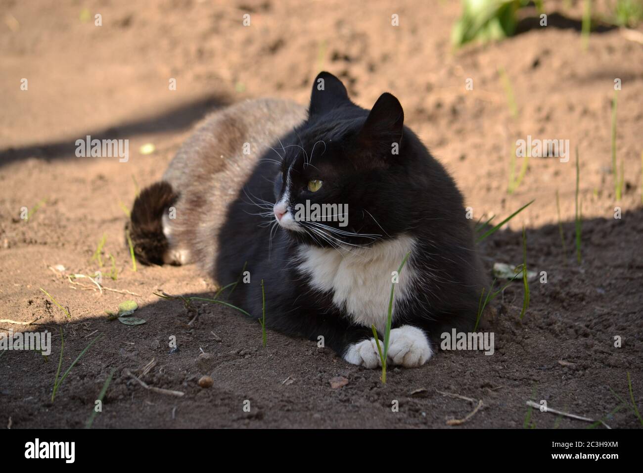 Un chat noir et blanc se repose dans le jardin à la jonction de la lumière et de l'ombre. Banque D'Images