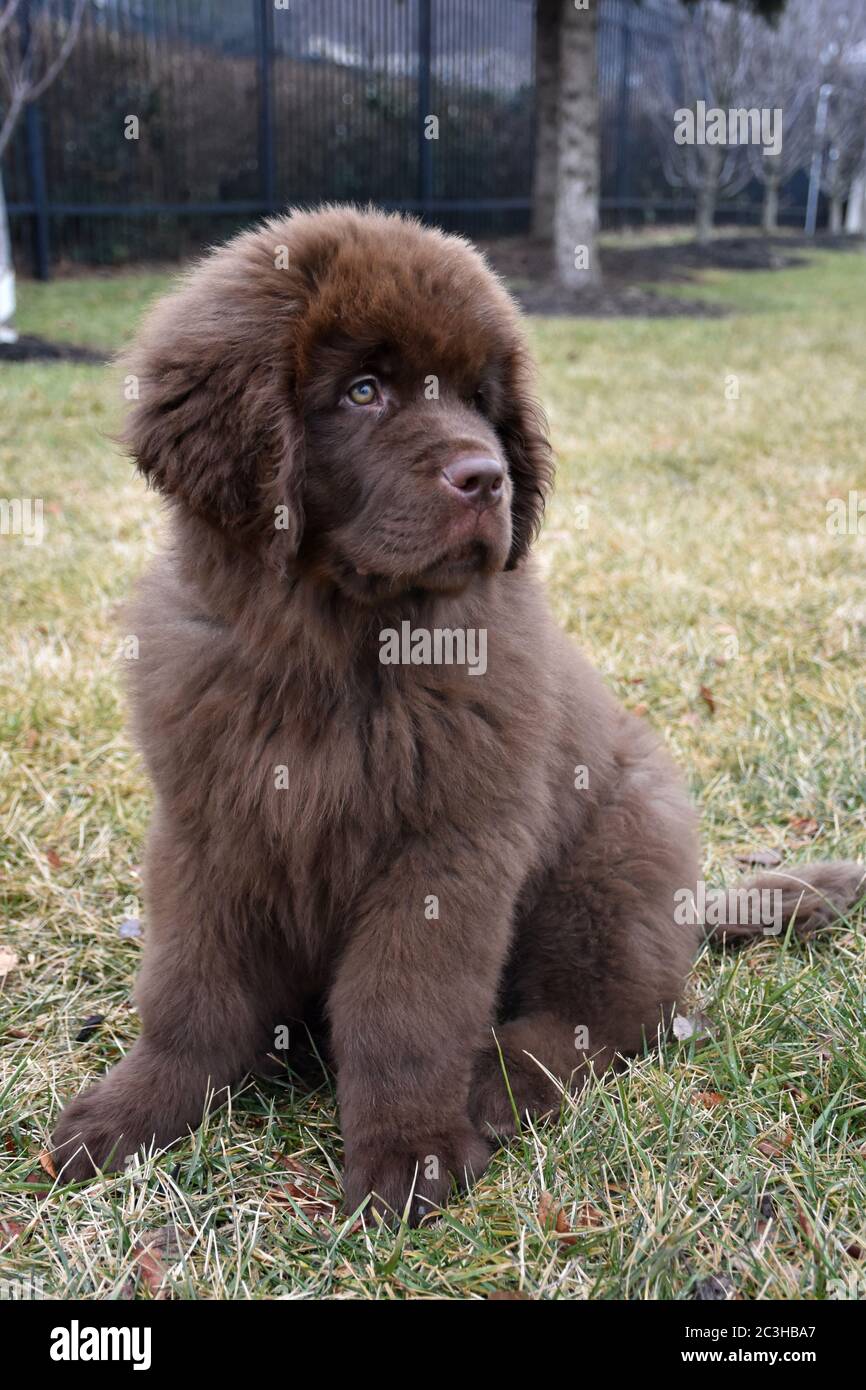 Adorable Chien Doux Brun De Terre Neuve Chiot Assis Dans Un Parc Photo Stock Alamy