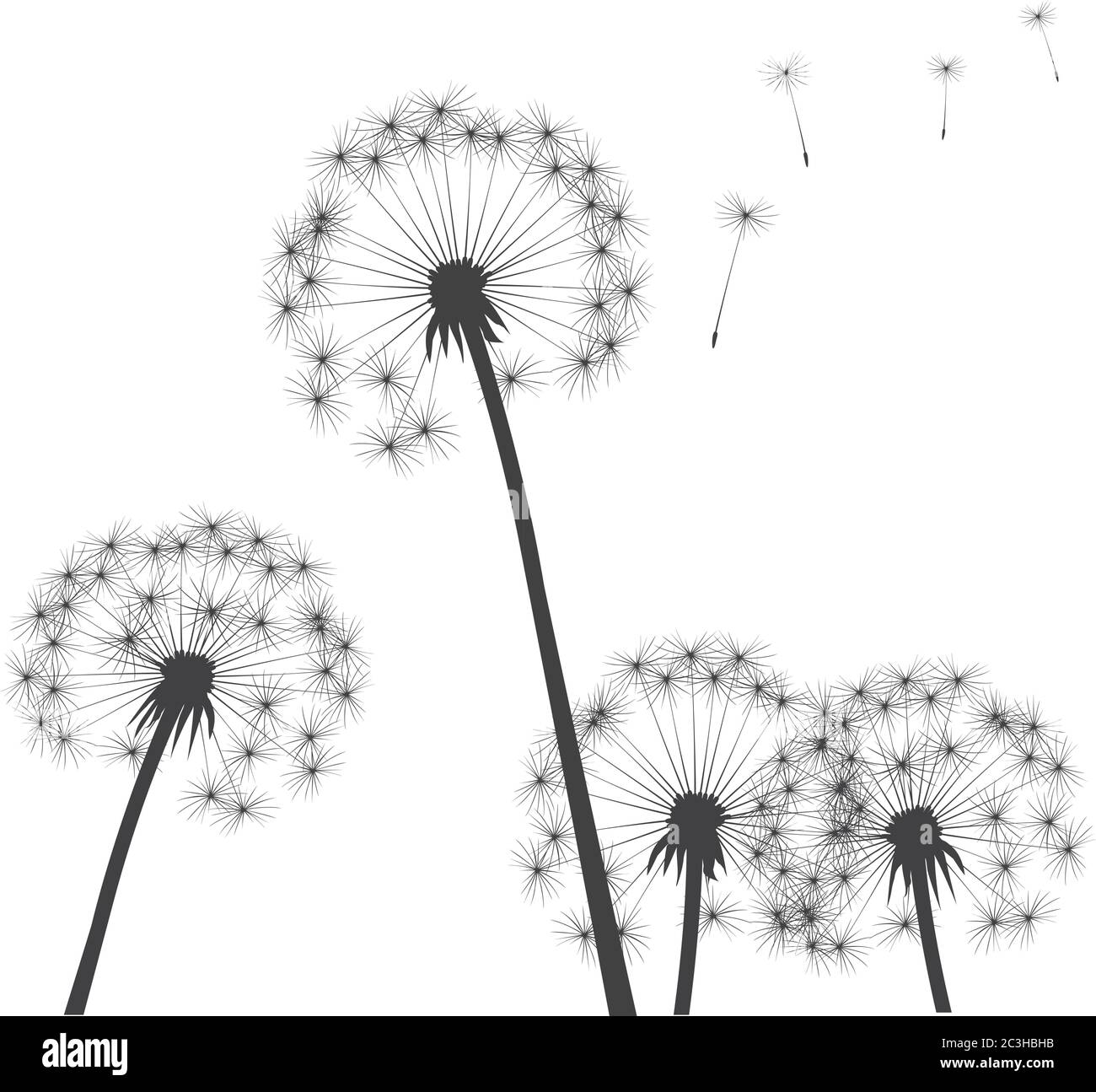 Pissenlit noir sur fond blanc. Illustration vectorielle. Illustration de Vecteur