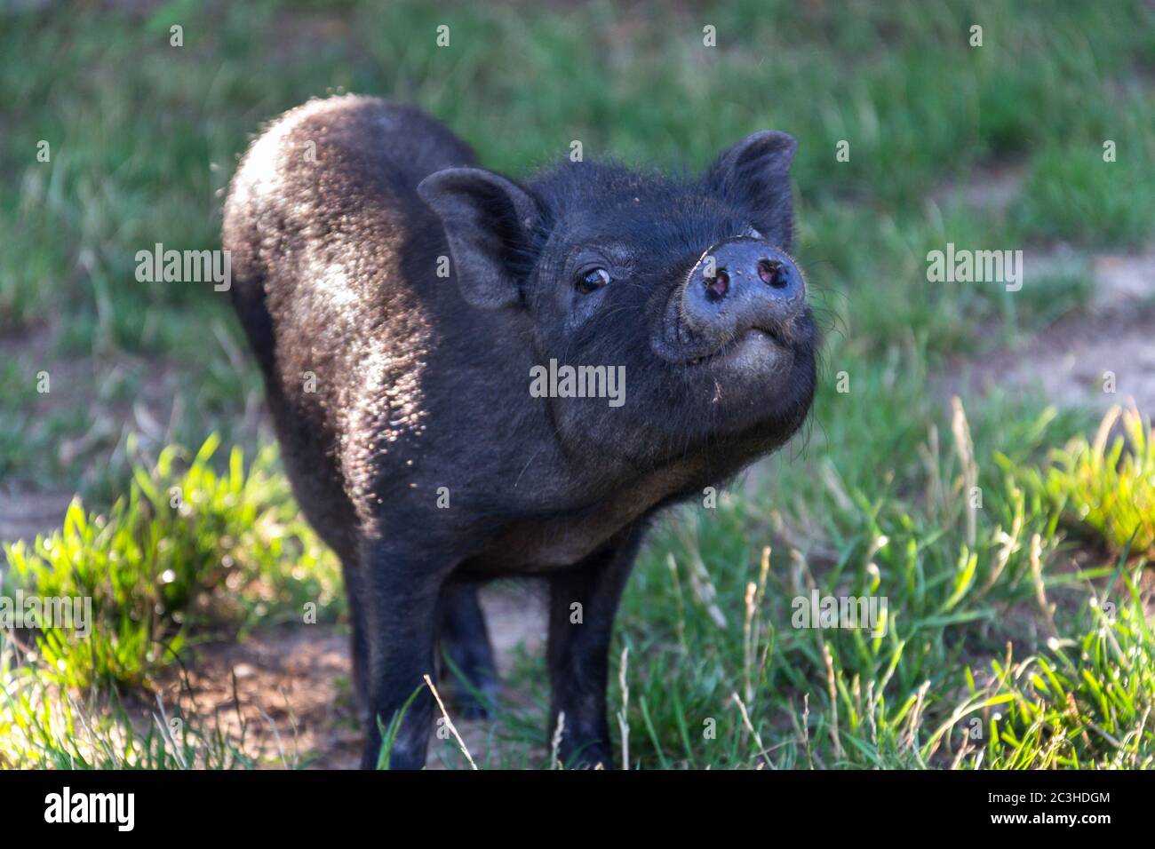 Bebe Mini Cochon Banque D Image Et Photos Alamy