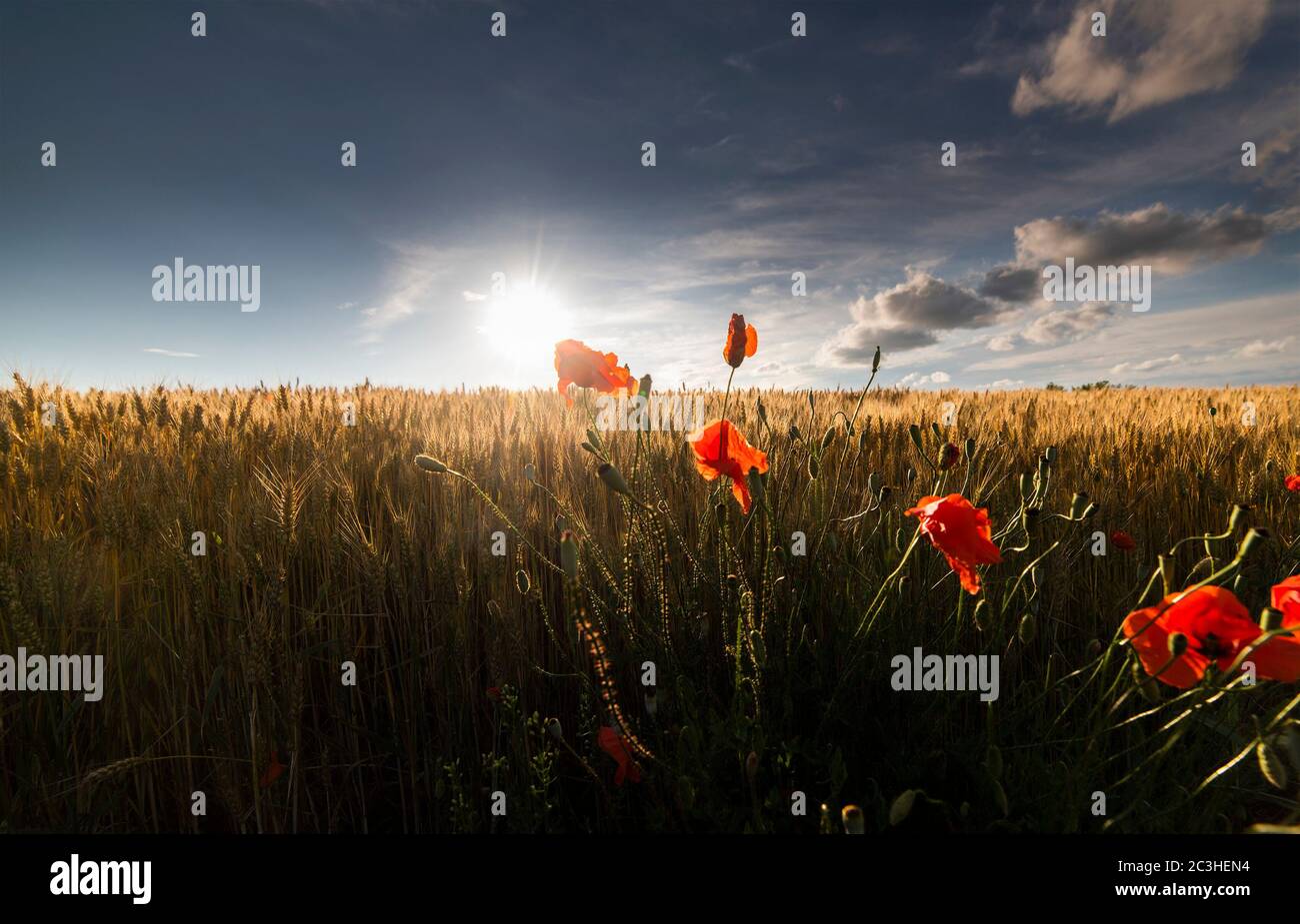 De magnifiques coquelicots dans un champ de blé au lever du soleil Banque D'Images