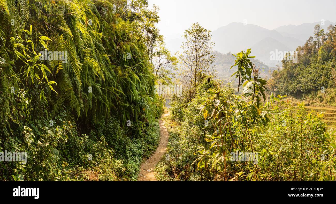 Feuillage épais de la jungle au fond de la vallée de Muong Hoa à Sapa (sa Pa), Vietnam Banque D'Images