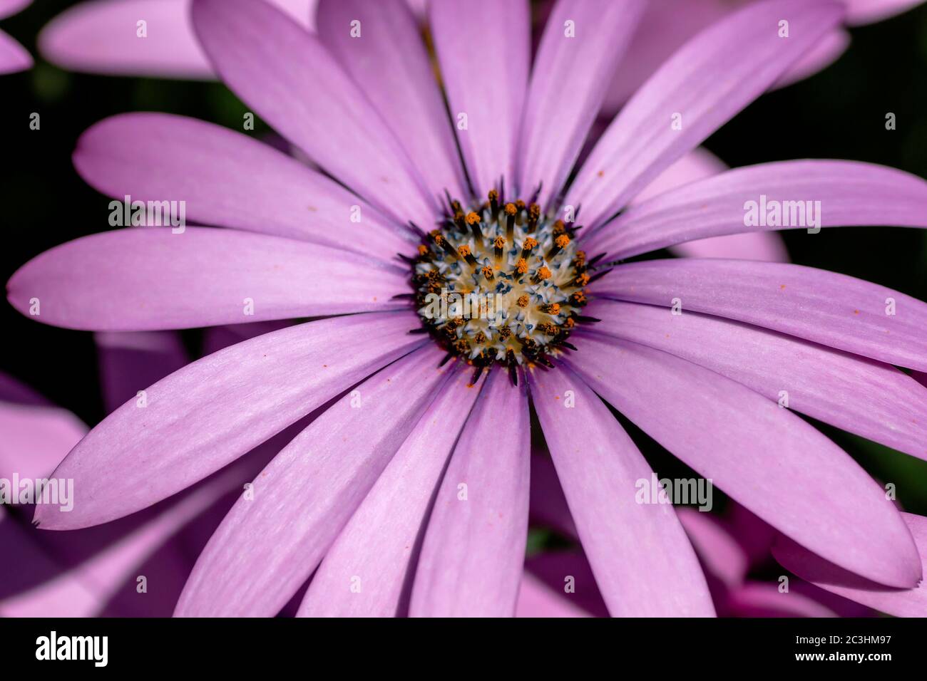 Detail De La Fleur Rose Purplish Africaine De Marguerite Qui Fleurit Au Printemps Photo Stock Alamy Detail De La Fleur Rose Purplish Africaine De Marguerite Qui Fleurit Au Printemps Photo Stock Alamy
