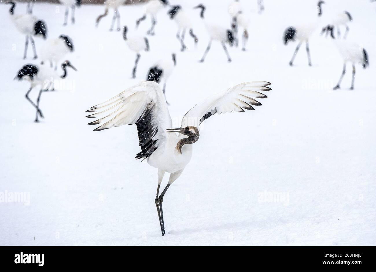 Grue de danse. La danse rituelle du mariage de la grue juvénile à couronne rouge. Nom scientifique: Grus japonensis, également appelé grue japonaise ou Manchurien Banque D'Images