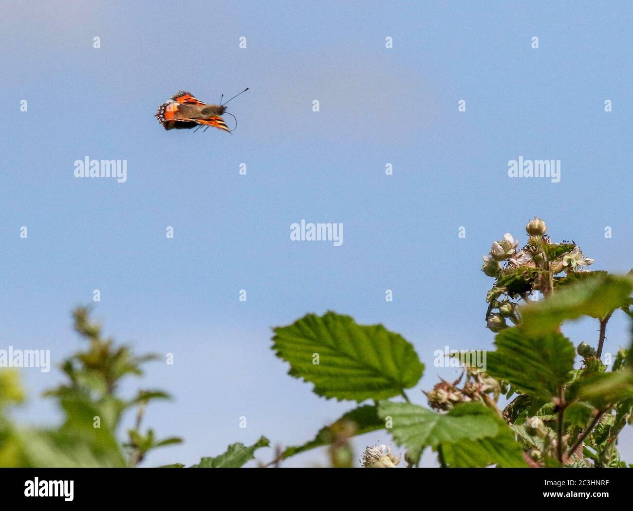 Magheralin, comté d'Armagh, Irlande du Nord. 20 juin 2020. Météo au Royaume-Uni - une journée fraîche avec des températures plus fraîches dans la brise sud-est. Encore très chaud au soleil, mais la pluie tombera dans la plupart des pays d'Irlande du Nord ce soir, alors qu'un front de mer froid passe à travers. Petit papillon tortoiseshell (Aglais urticaire) volant dans l'air au-dessus d'un hedgerow avec un fond bleu ciel. Crédit : CAZIMB/Alamy Live News. Banque D'Images