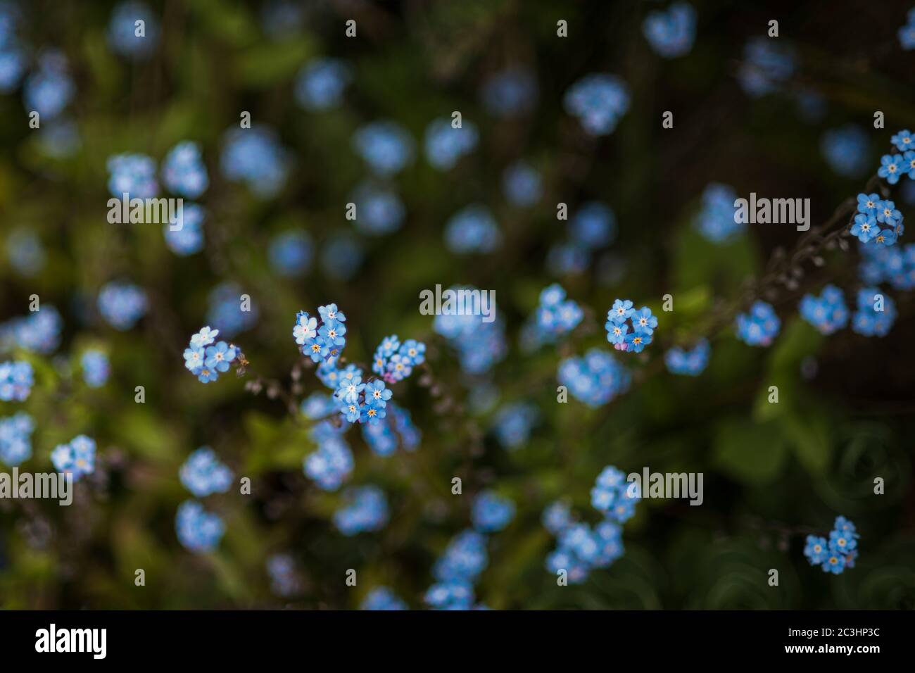 Les délicates fleurs minuscules bleu et fragile oublient-me-pas. Myosotis scorpioides. Banque D'Images