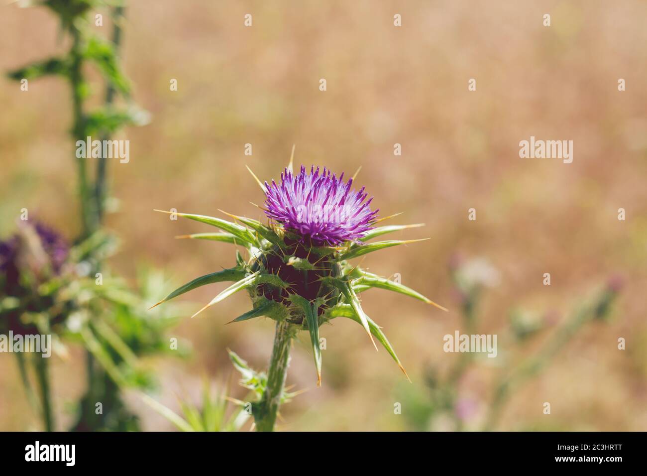 Chardon commun fleurs violettes Banque D'Images