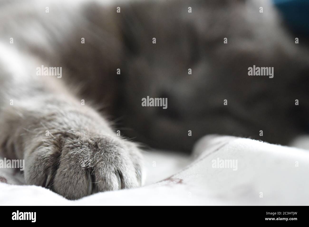 Russe Blue Cross Cat Sleeping Paw Macro Banque D'Images