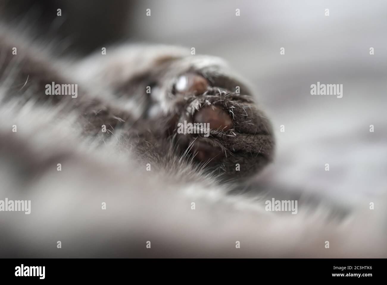 Macro patte de chat/ patte de chat Banque D'Images