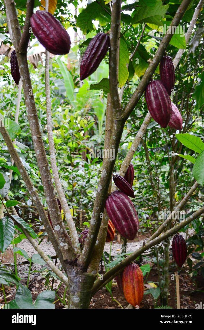 Une gousse de cacao (fruit) a une croûte de cuir rugueuse d'environ 2 à 3 cm (0.79 à 1.18 po) d'épaisseur (cela varie selon l'origine et la variété de la gousse). Banque D'Images