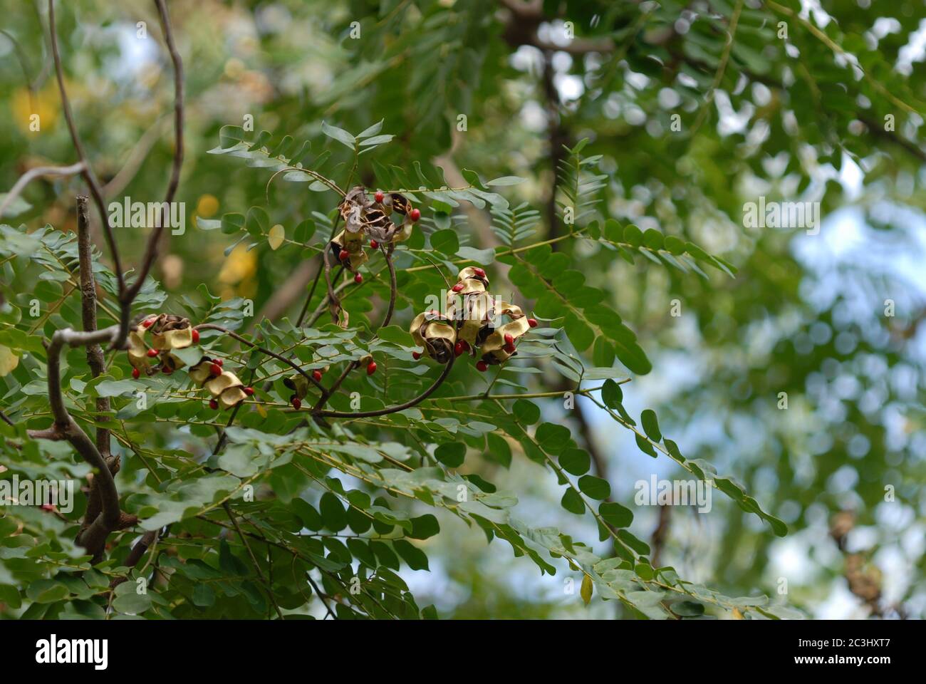 Graines rouges ou perles de jumpée, dans les gousses de l'arbre de corail d'Acacia, ou arbre de perles, également connu sous le nom de Adenanthera pavonina Banque D'Images