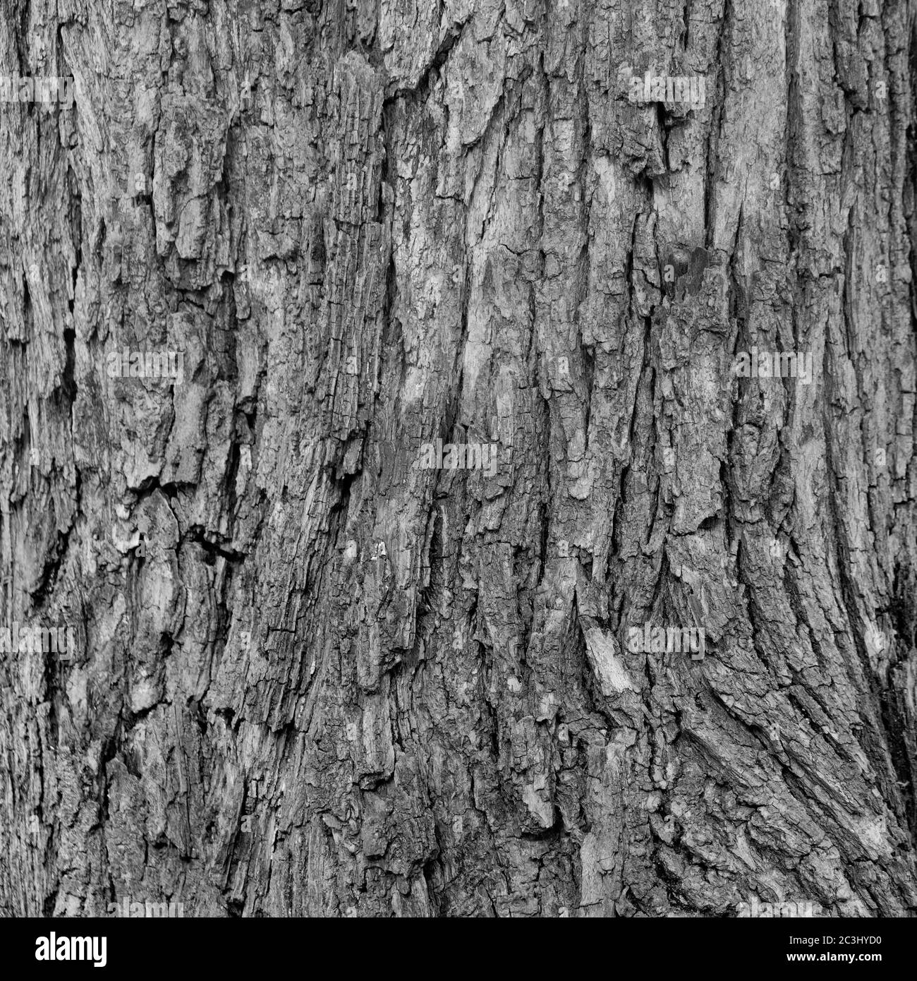 Gros plan de temps passé arbre battu texture écorce motif de fond gris, monochrome, noir et blanc, noir et blanc Banque D'Images