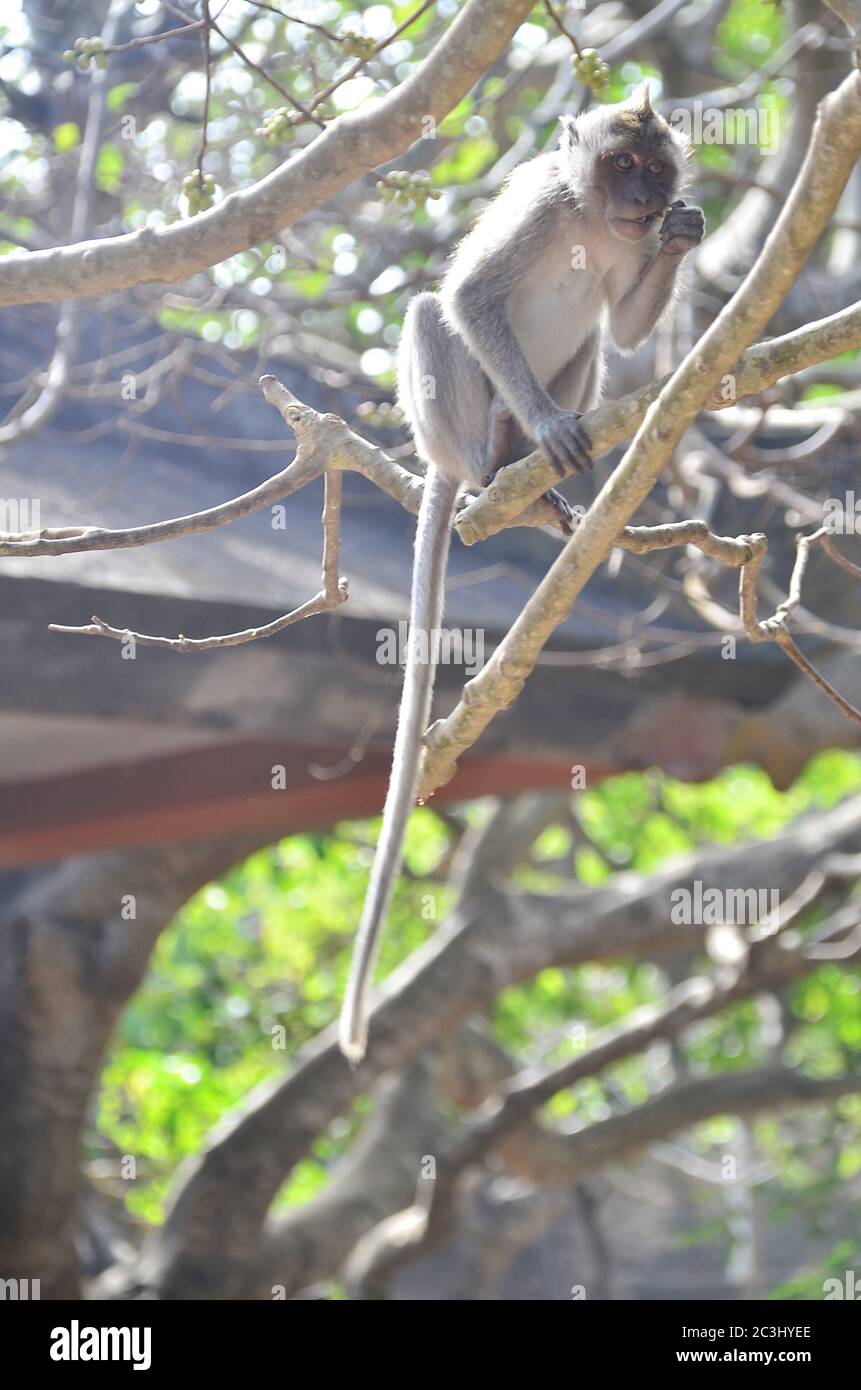 Mandala Suci Wenara Wana, ou bien connue sous le nom de forêt de singes d'Ubud, est le sanctuaire et l'habitat naturel du singe à longue queue balinaise. Banque D'Images