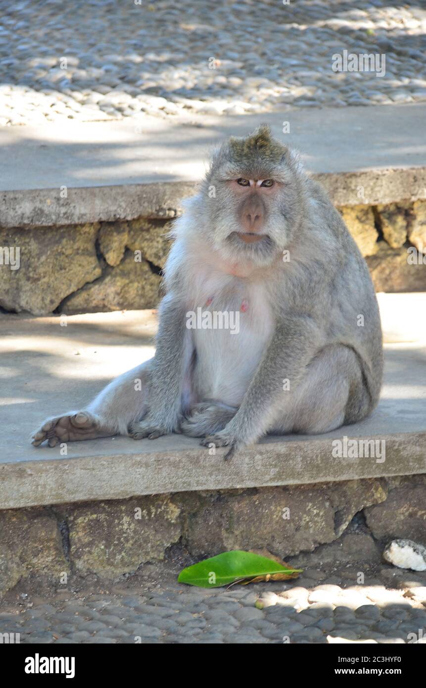 Mandala Suci Wenara Wana, ou bien connue sous le nom de forêt de singes d'Ubud, est le sanctuaire et l'habitat naturel du singe à longue queue balinaise. Banque D'Images