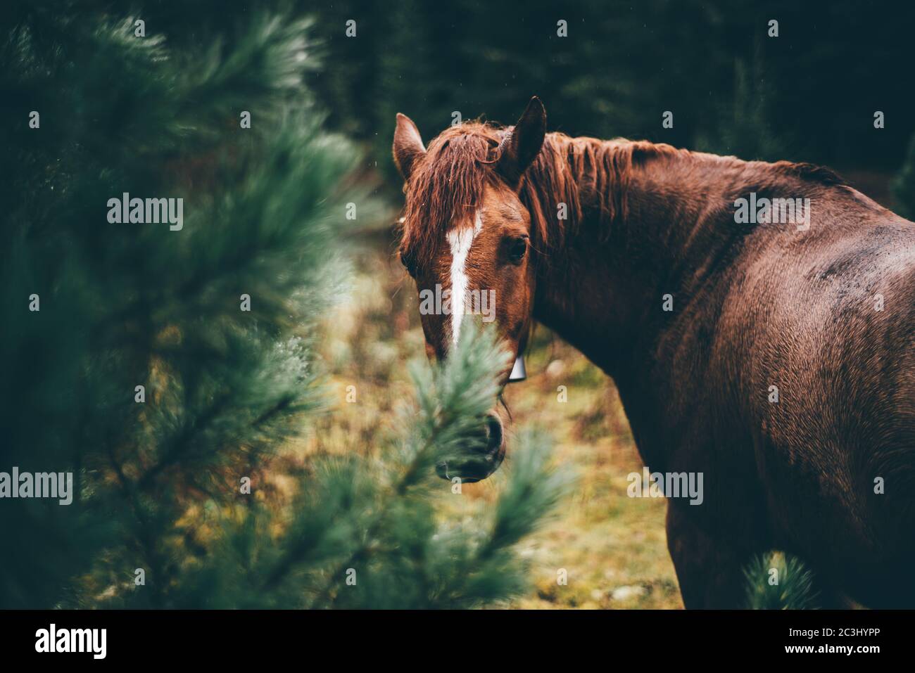Gros plan sur un cheval boron avec un accent sélectif sur une bande blanche sur son front, pluie automne atmosphère soirée avec des particules d'eau autour Banque D'Images