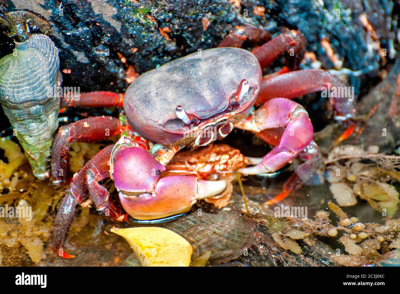 Gros plan d'un crabe géant (Cardisoma carnifex) Banque D'Images