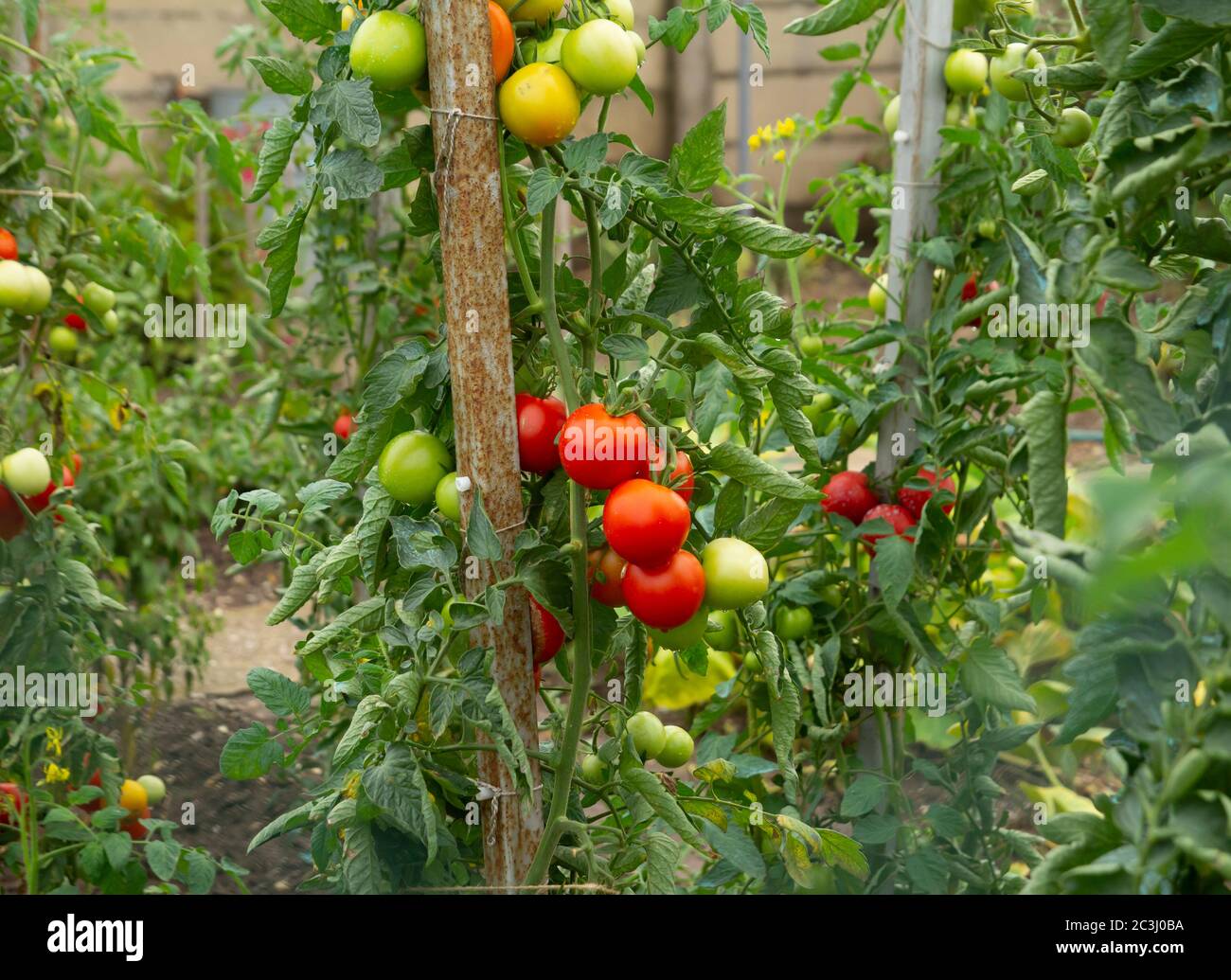 Homegrown tomatoes growing in garden Banque D'Images