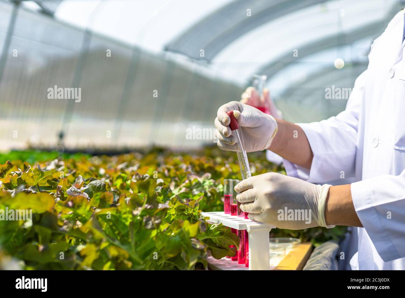 Les scientifiques testent la solution, l'inspection chimique, la fraîcheur à la ferme organique hydroponique. Banque D'Images