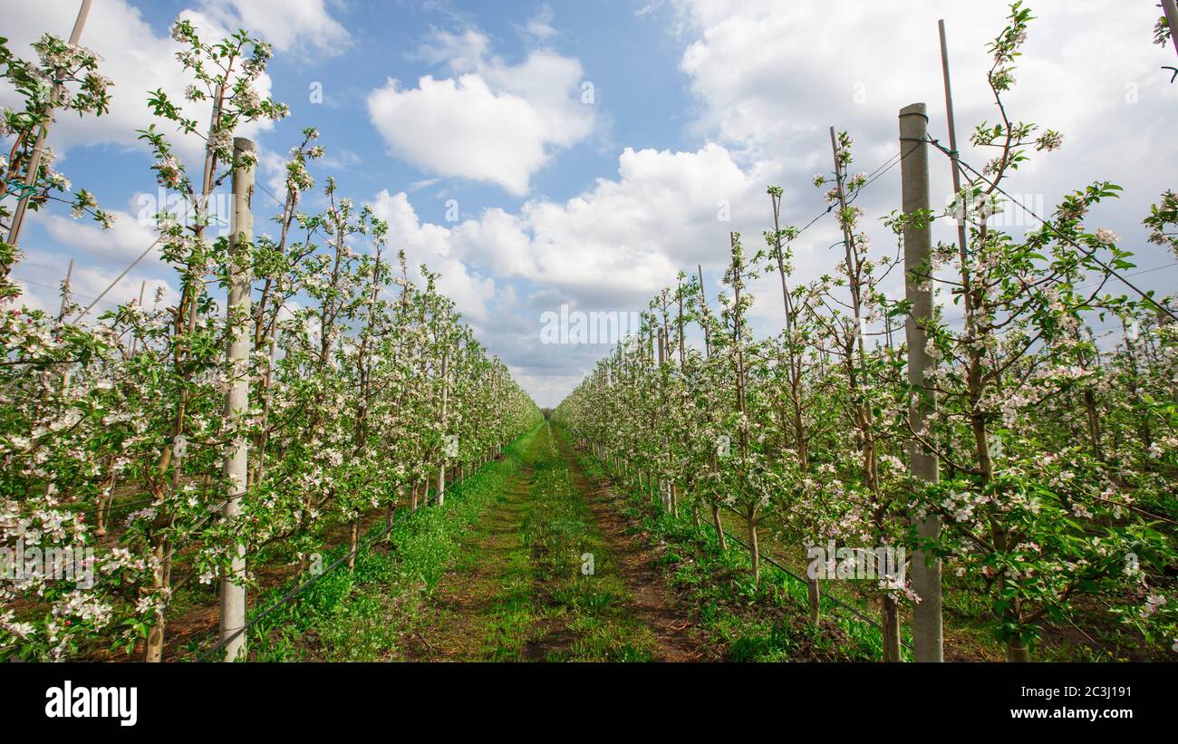 Route en pleine floraison vers la ferme de pommes avec ciel bleu avec fond de nuages Banque D'Images