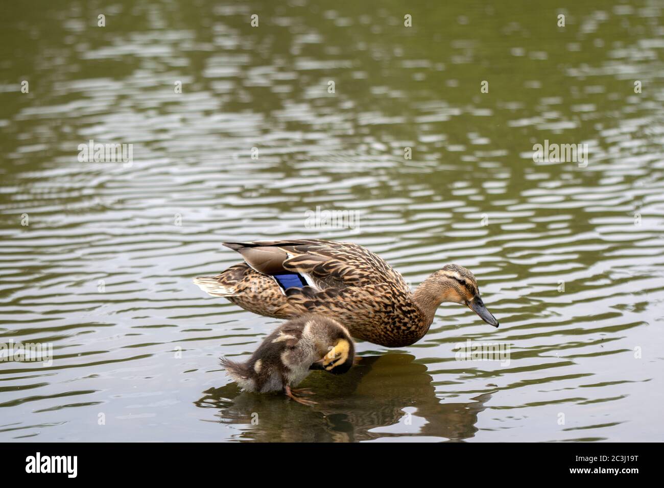 Gros plan sur UNE promenade en canards colverts sauvages sur l'eau à Amsterdam, pays-Bas, 19 juin 2020 Banque D'Images