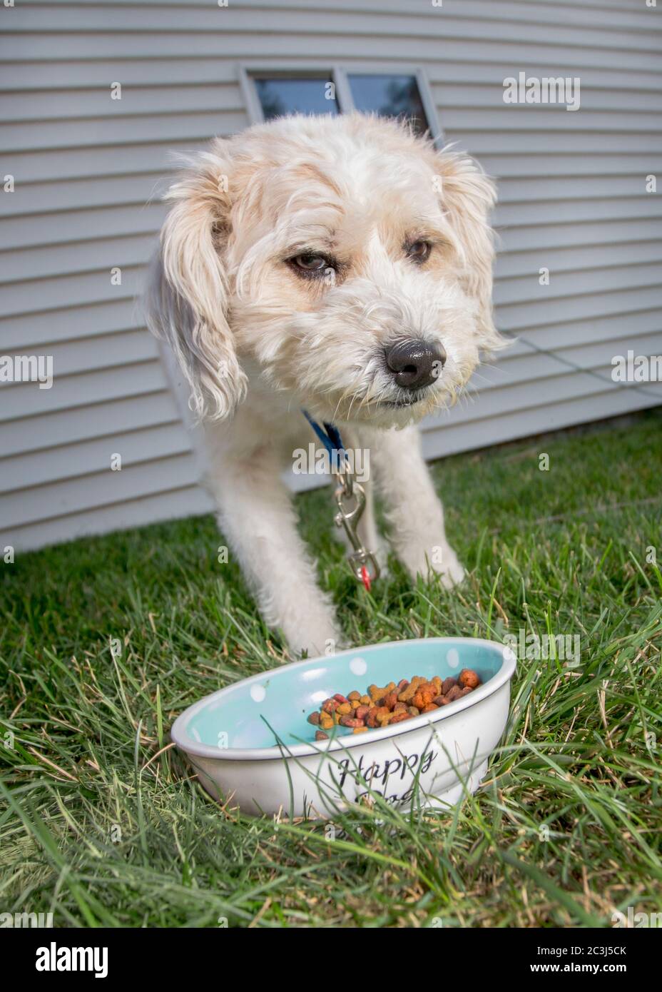 Un chien blanc et moelleux s'ébouffe sur un bol de nourriture sèche pour chiens en plein air Banque D'Images