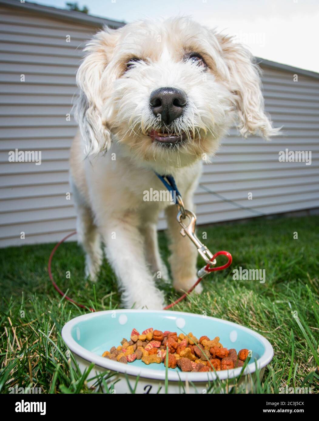 Un chien blanc moelleux mangeant un bol de nourriture sèche pour chiens à l'extérieur Banque D'Images