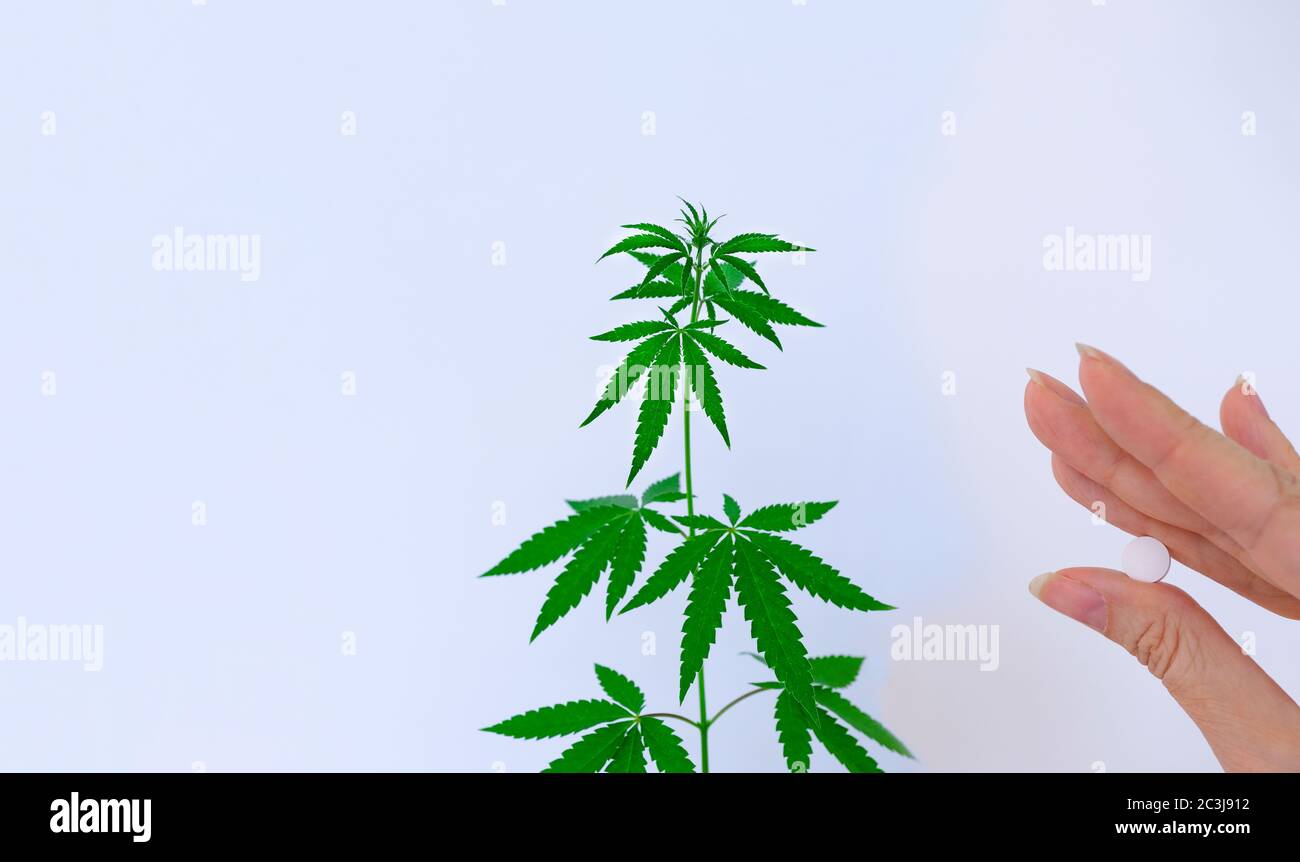 Cannabis plante et main avec des produits pharmaceutiques.marijuana sur un fond blanc Banque D'Images