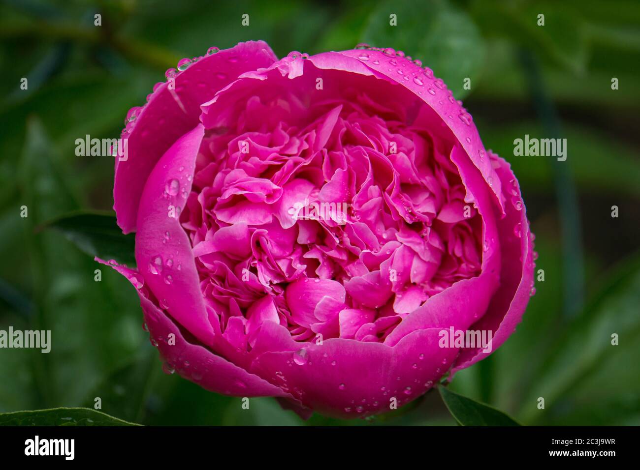 la fleur de pivoine rose s'ouvre après la pluie Banque D'Images