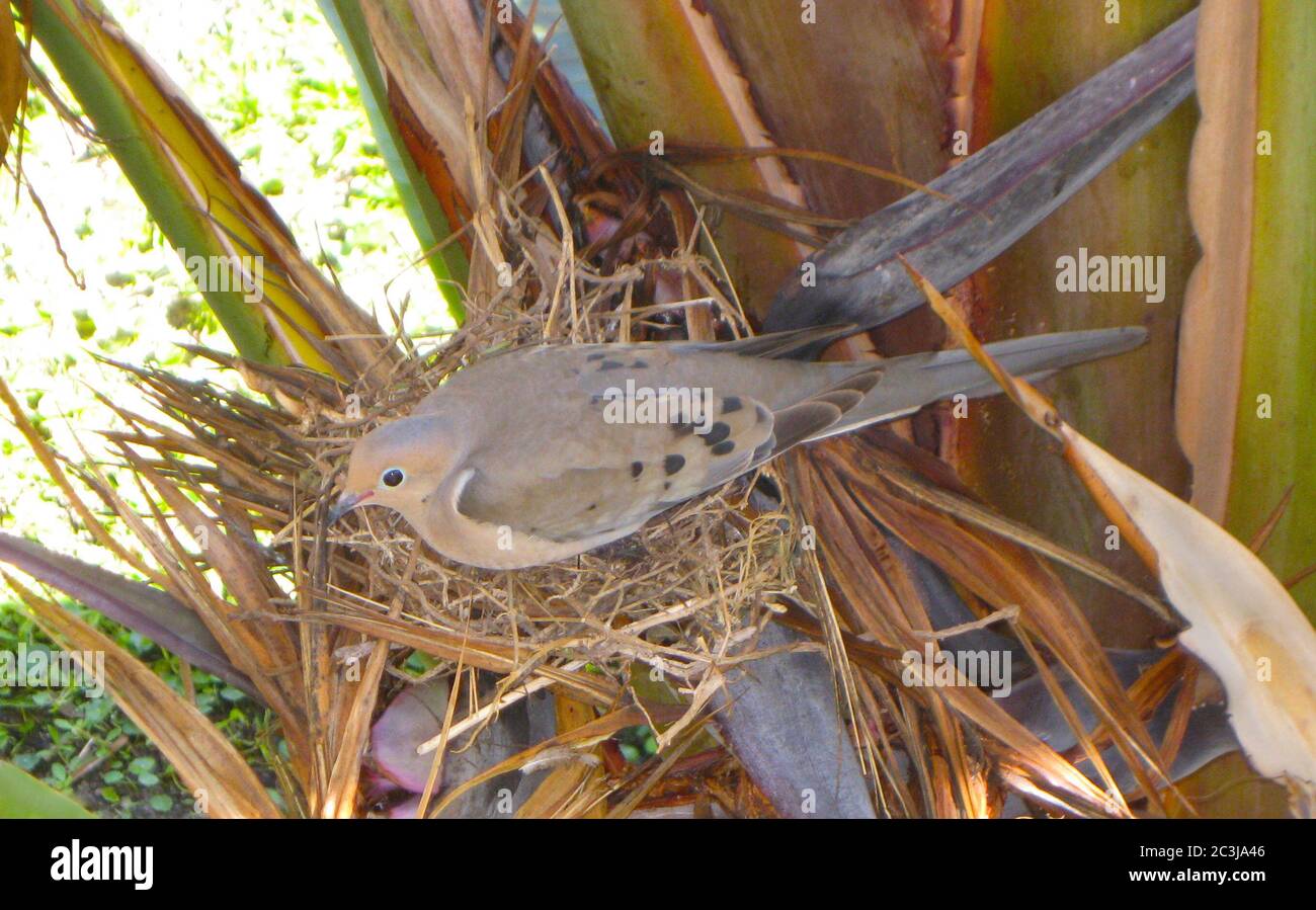 Une Colombe En Deuil Zenaida Macroura Est Assise Sur Des œufs Dans Son Nid Peu Profond De Batons Construits Sur Les Feuilles D Une Plante Geante D Oiseau De Paradis Strelitzia Nicolai Pres De