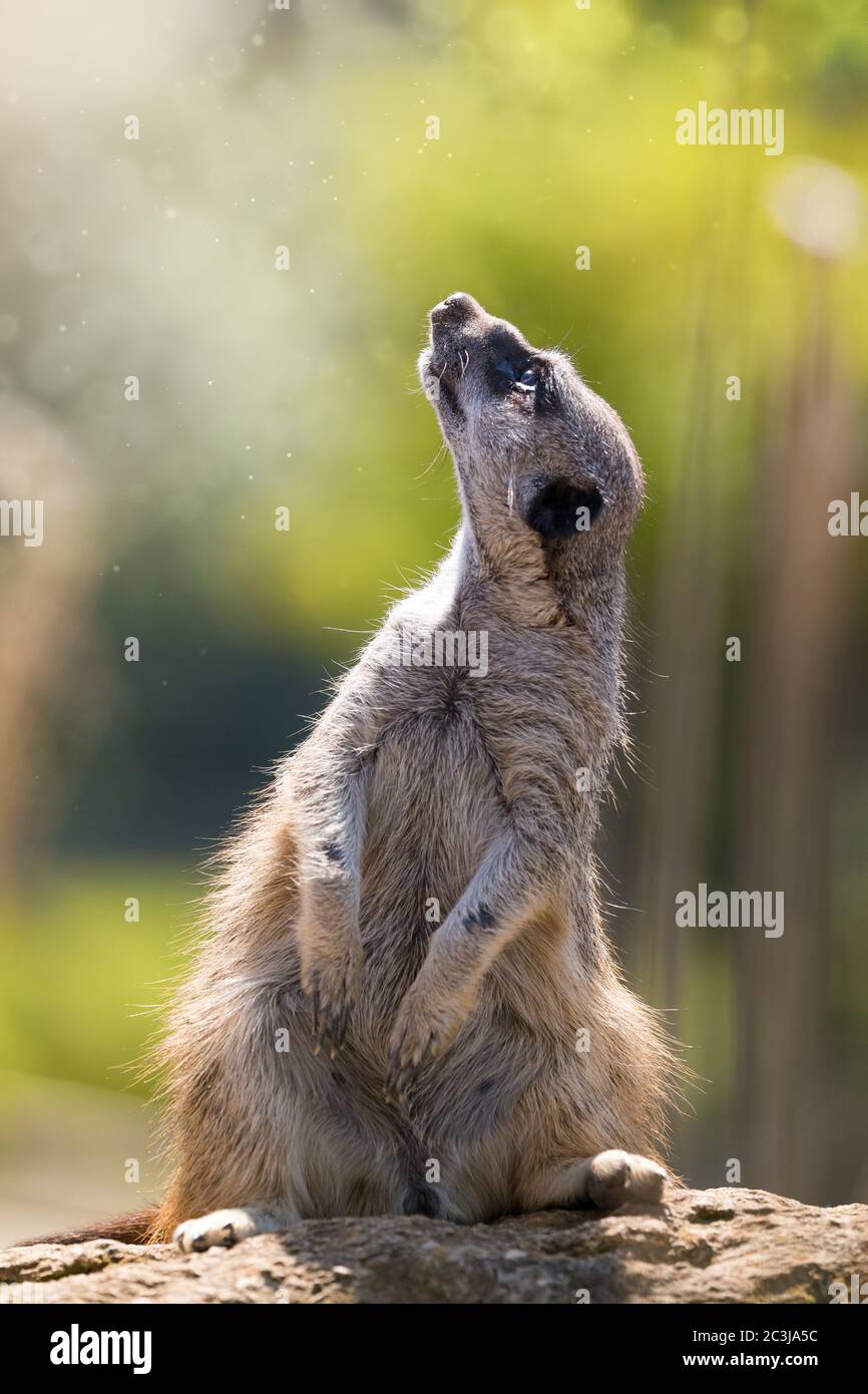 Meerkat magique à la poussière de fée à. Meerkat en plein soleil avec la poussière et flou d'arrière-plan mote. Banque D'Images
