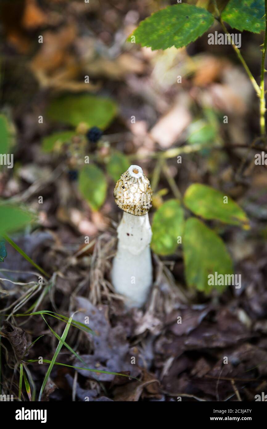 Gros plan du champignon de la corne de rose, nommé parce qu'il sent la chair pourrie pour attirer les mouches et les insectes, dans la Nouvelle forêt, Hamshire, Royaume-Uni. Banque D'Images