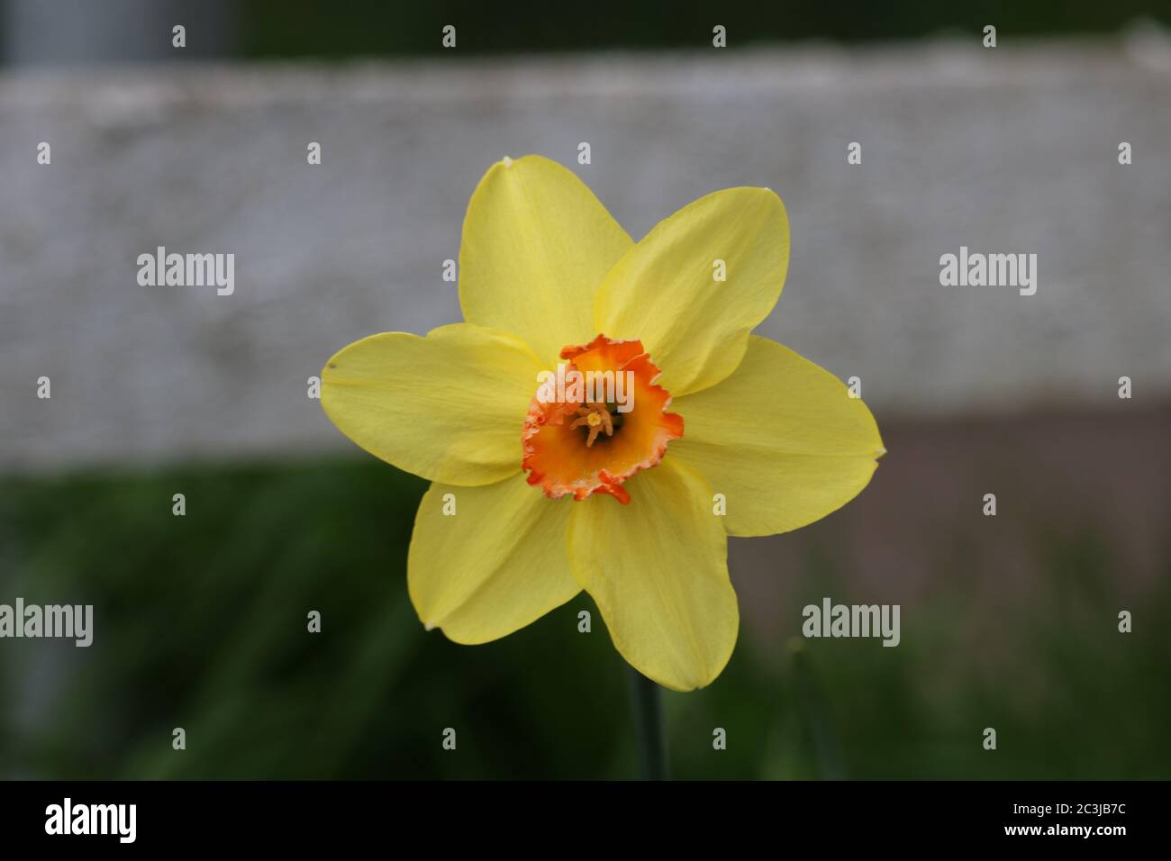 Jonquille jaune en fleur Banque D'Images