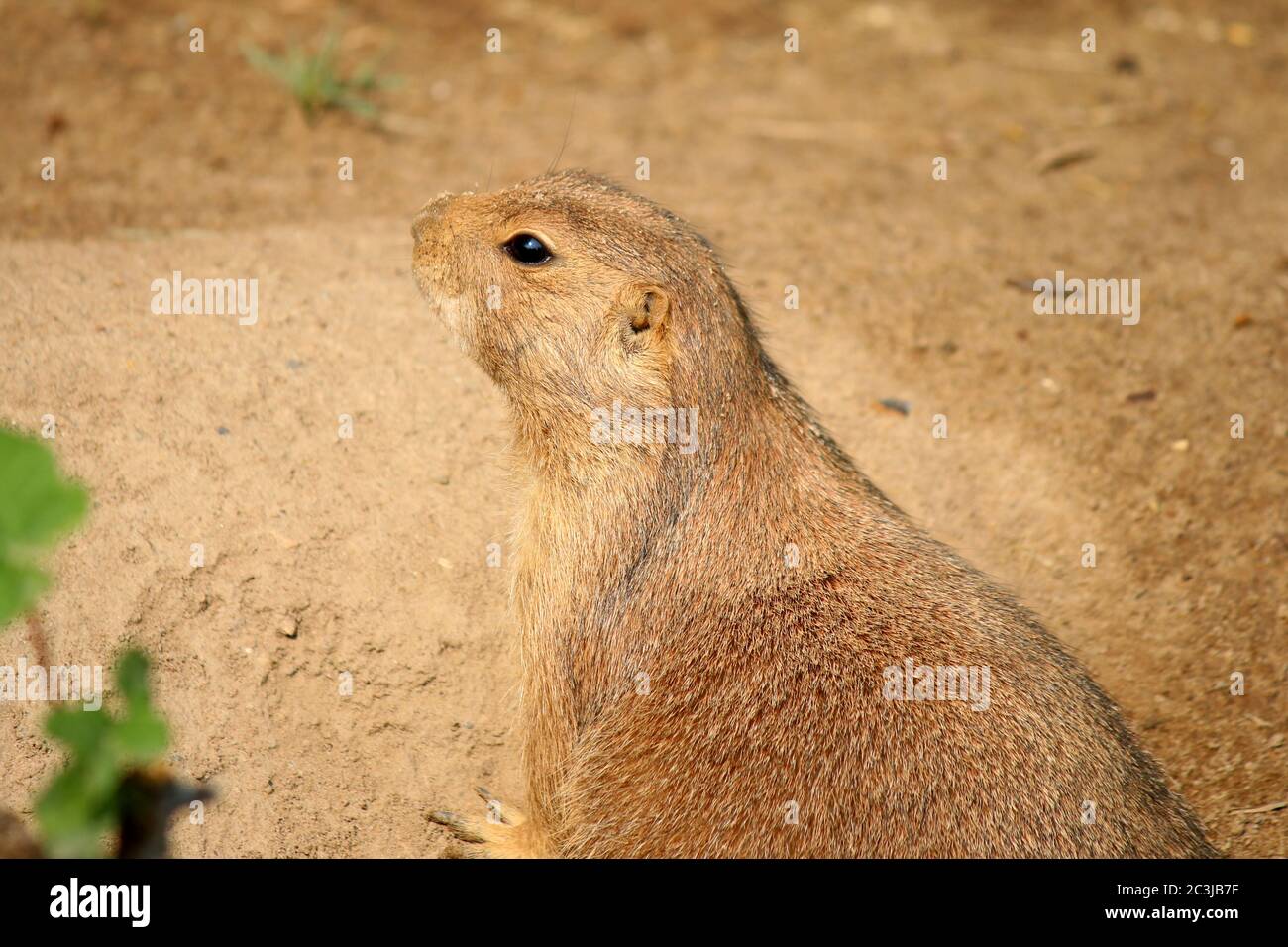 Chien de prairie Cynomys ludovicianus Banque D'Images