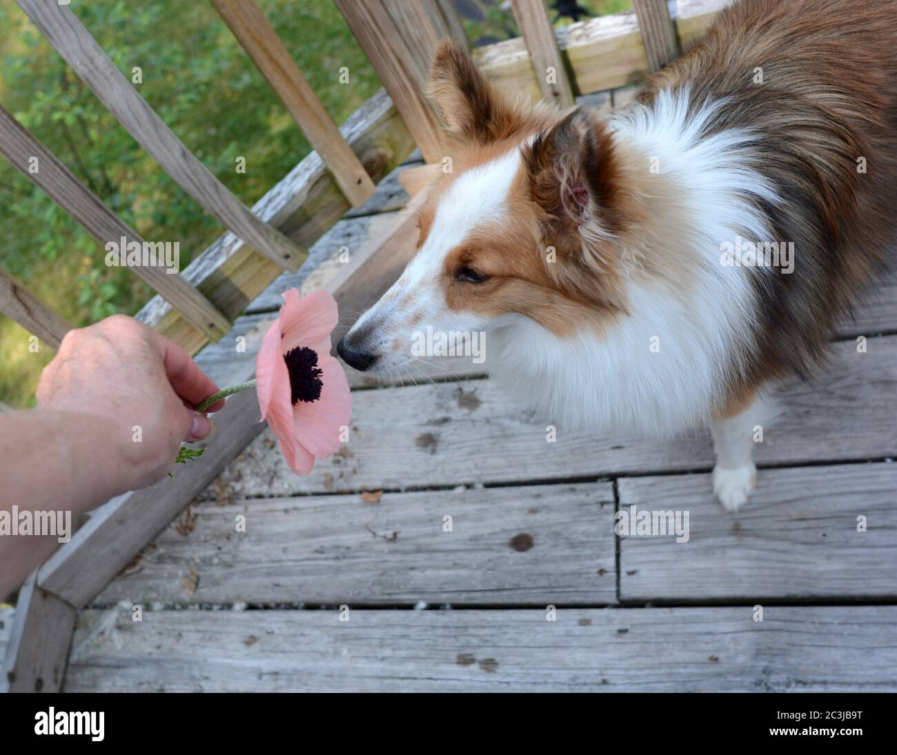 Un jeune chien mignon sent une fleur de pavot tenue dans la main d'une femme. Chien de berger Shetland (sheltie). Banque D'Images