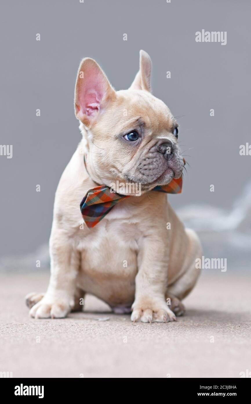 7 semaines lilas fauve chien Bulldog français de couleur chiot portant un noeud papillon assis devant le mur gris Banque D'Images