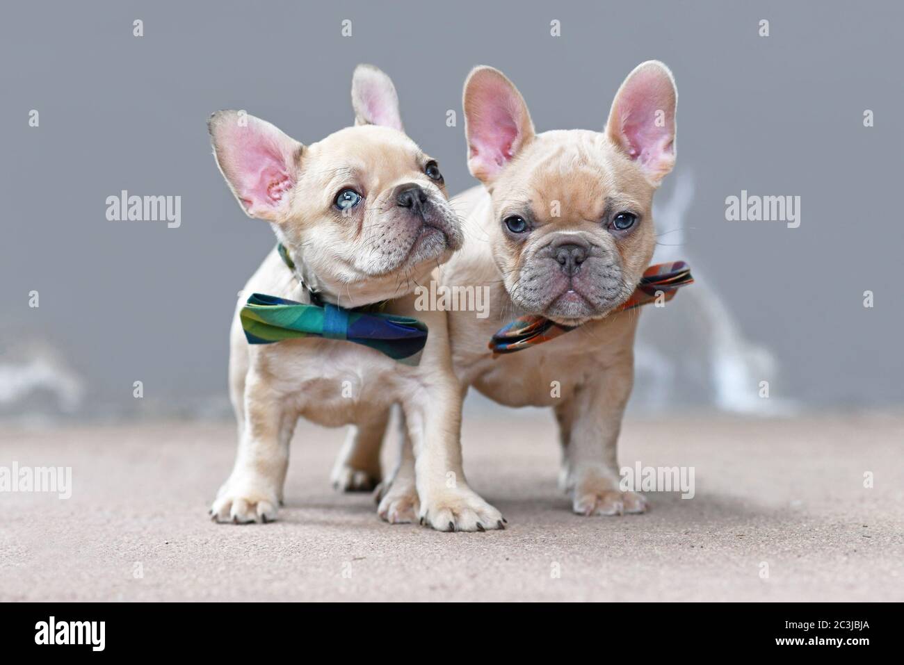 Deux adorables lilas fauve de couleur chien Bulldog français chiots portant des noeuds de noeud debout ensemble devant le mur gris Banque D'Images
