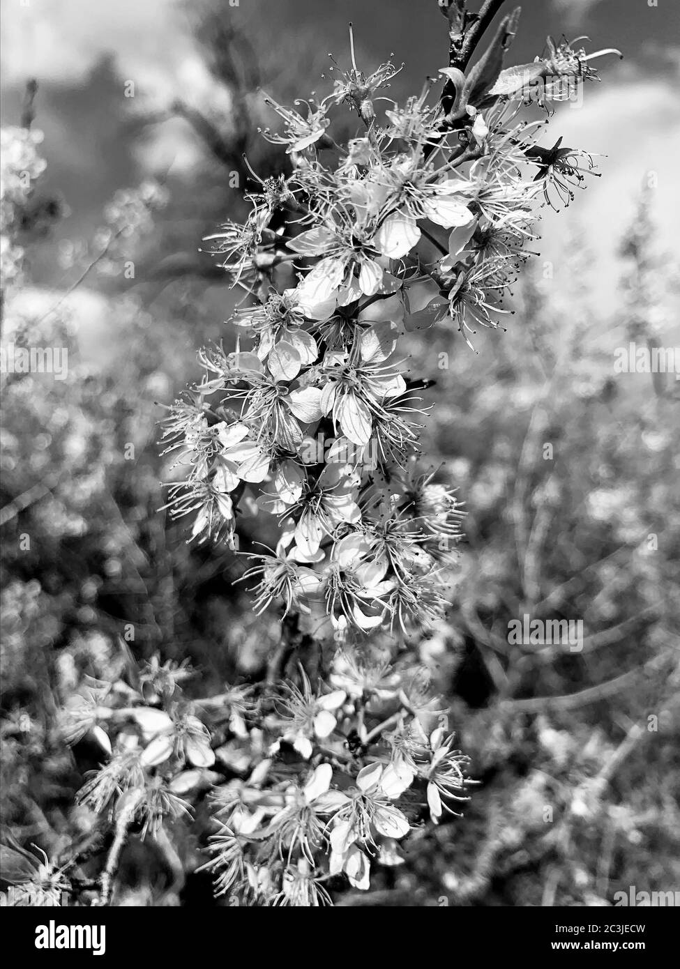 Photo verticale en niveaux de gris de fleurs de cerisier Banque D'Images