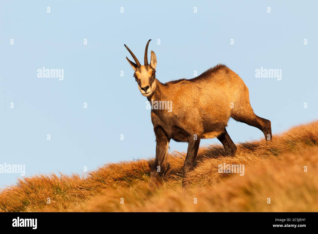 Chamois, Rupicapra rupicapra tatrica, éclairé par la lumière chaude du coucher de soleil sur l'herbe sèche en automne avec le ciel bleu en arrière-plan. Banque D'Images